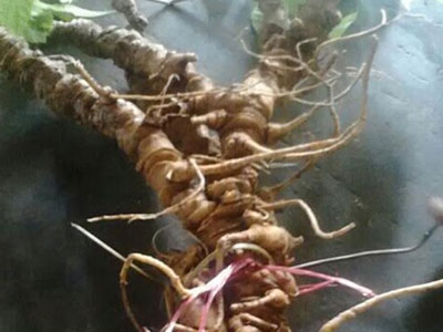 Củ sâm Ngọc Linh 100 tuổi: 4 đại gia chồng tiền tỷ không mua nổi