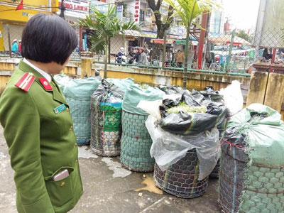 Tịch thu 800 kg giá đỗ bị ngâm thuốc kích thích độc hại