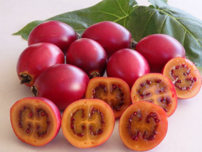 Cà chua giá 1 triệu đồng/kg gây sốt: Có gì bổ dưỡng mà giá cao "ngất ngưởng"?