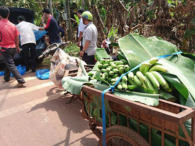 Chiến dịch cứu… chuối