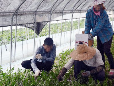 Lao động “chui” - khổ nhục và rủi ro cao
