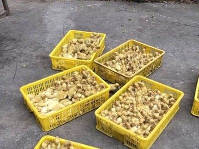 Bắt hàng vạn gia cầm giống nhập lậu từ Trung Quốc