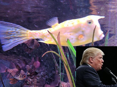 Chú cá có ngoại hình giống hệt Donald Trump