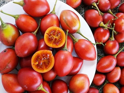 Cà chua 500.000 đồng một cây giống, cả triệu đồng mỗi kg quả