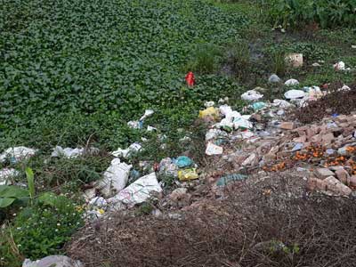 Gà Đông Tảo chết hàng loạt không rõ nguyên nhân