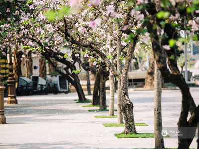 Lại một mùa hoa ban tím chở một góc Tây Bắc về giữa lòng Hà Nội