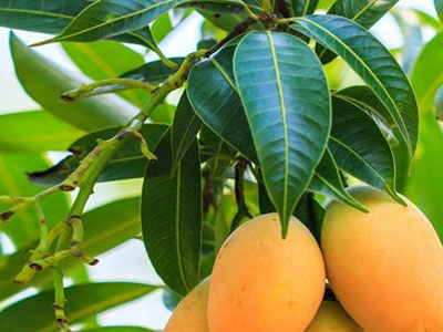 Lá xoài giúp đánh bay tiểu đường, sỏi thận