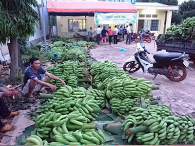 Khi thương lái Trung Quốc “bỏ bom”: Ế vì không có liên kết, làm theo phong trào