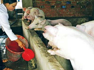 “Thủ phủ” heo điêu đứng vì thương lái Trung Quốc “bỏ bom”