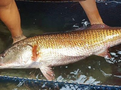 Cá sủ vàng 8kg ở Nghệ An, 900 triệu chưa bán