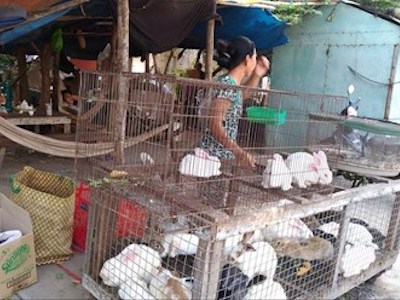 Cận cảnh nơi giết mổ gia cầm ngay tại... nghĩa địa