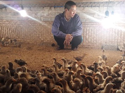 Người nuôi gà điêu đứng vì H7N9: Gà Yên Thế thất thủ