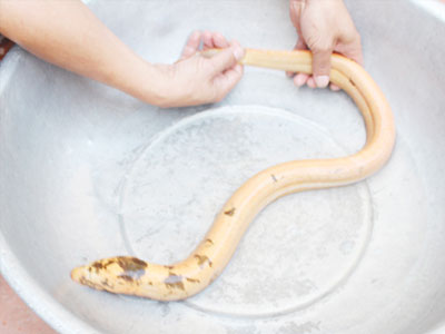 Lươn vàng óng, đầu có hoa văn lạ ở miền Tây