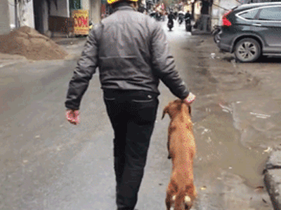 Chú chó bị chủ túm cổ, dí đầu xuống nước vì tội bỏ trốn