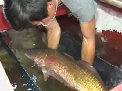 Chủ nhân bắt được cá nghi sủ vàng nuối tiếc bán giá 15 triệu đồng