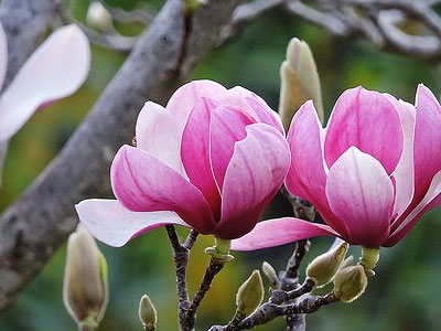 Loại hoa quen thuộc chữa tận gốc viêm xoang