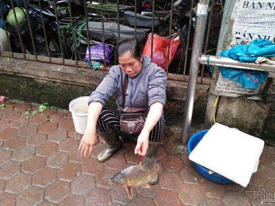 Chị hàng cá "dắt" cá đi bán: Tôi chỉ mong dẹp vỉa hè