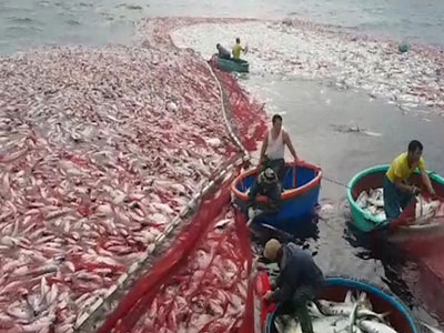 Ngư dân Quảng Trị đưa mẻ cá trị giá 5 tỷ đồng vào bờ