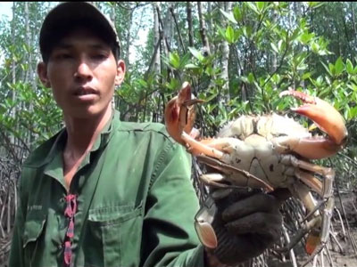 Video: Tuyệt chiêu bắt cua bằng que sắt trong rừng ngập mặn