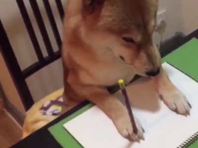 Nghĩ mình là người nên chú chó shiba đáng yêu chỉ thích cày phim và tô màu