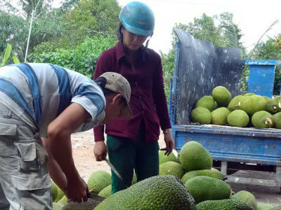 Giá mít Thái tăng gấp 10, nhà vườn đua trồng