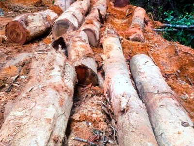 Đình chỉ công tác trạm trưởng bảo vệ rừng để xảy ra phá rừng