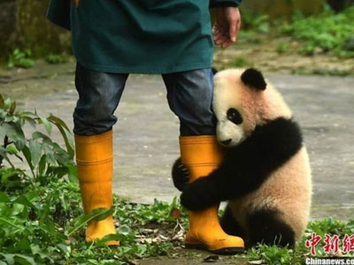 Gấu trúc ngượng nghịu ôm chân nhân viên sở thú