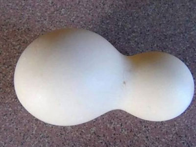 Kỳ lạ: Gà đẻ trứng có hình quả hồ lô
