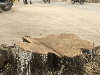 Cả trăm cây xanh bị chặt hạ sau đợt ra quân "đòi" vỉa hè