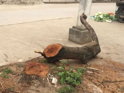 Yêu cầu xã báo cáo gấp việc hàng loạt cây xanh bị chặt sau đợt ra quân "đòi" vỉa hè