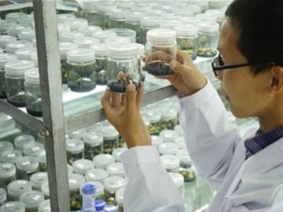 Xoài Trung Quốc ươm trồng trên vũ trụ ra quả