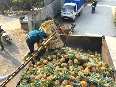 Thu mua dứa thối bất thường ở Lào Cai là để tiêu hủy