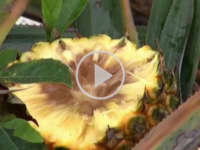 Video: Hàng trăm hecta dứa thối nghi ô nhiễm khói nhà máy luyện kim