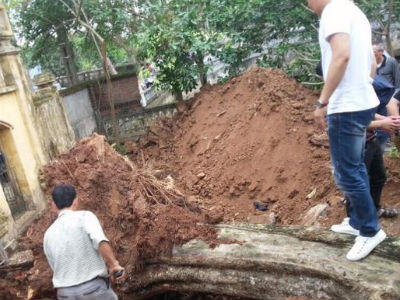 Bán cây sưa 26 tỷ ở Bắc Ninh: Mỗi người dân được chia từ 5 - 10 triệu đồng