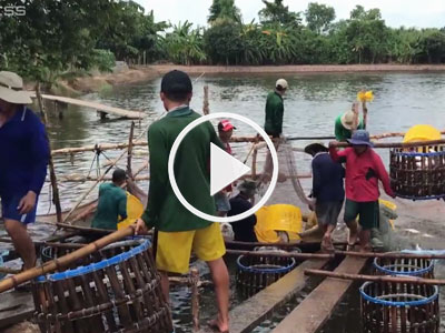 Clip: Đội bắt cá thuê ở miền Tây