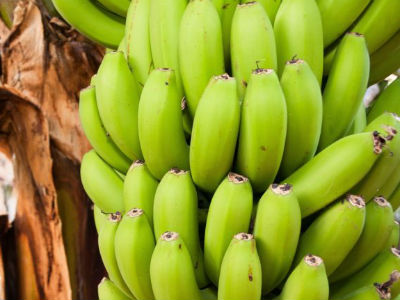 Ngừa ung thư, giảm cân nhờ chuối xanh