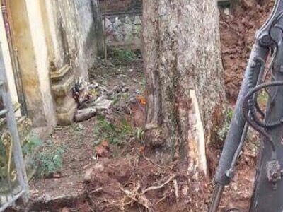 Bán "cụ" sưa 200 tuổi, chia tiền cho dân làng có phạm luật?