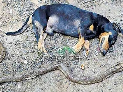 Chú chó dũng cảm chiến đấu với rắn hổ mang để bảo vệ gia đình chủ