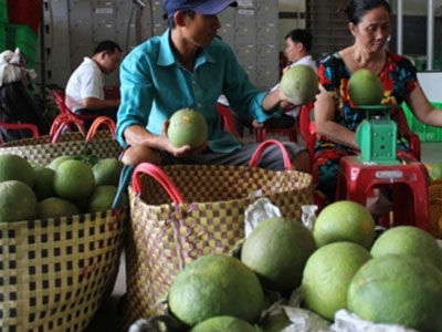 Bưởi da xanh giá cao, đối tác Trung Quốc vẫn "ăn hàng" mạnh