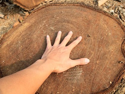 Chặt cây... đòi vỉa hè: Xà cừ cổ thụ cách đường 10 mét cũng không tha