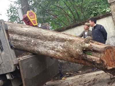 Giải mã "bí mật" tại sao cây gỗ sưa "đắt hơn vàng"