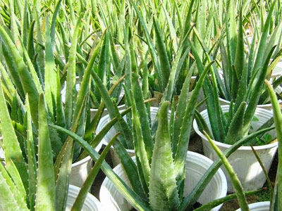 Không có cây này trong nhà chắc chắn bạn sẽ phải hối hận