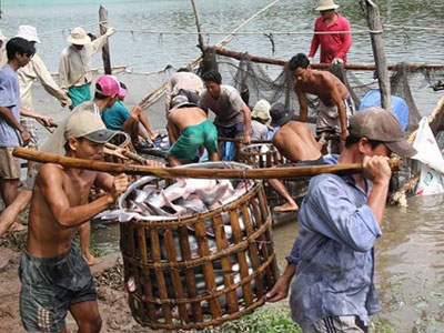 "Thương lái Trung Quốc xúi dân bỏ rau câu vào tôm"
