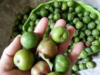 Bán mận xanh nhẹ nhàng bỏ túi gần 20 triệu đồng/tháng