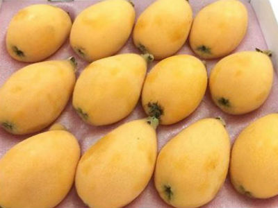 Quả Biwa 4 triệu/kg: Món lạ chị em ăn vặt đỡ nhạt miệng
