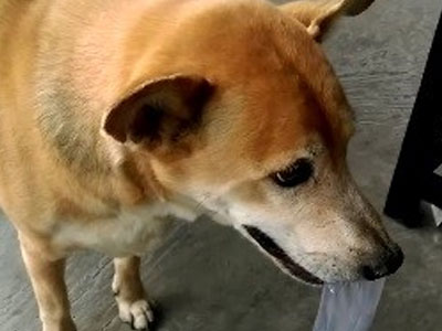 Chú chó giúp chủ nghèo bán vé số ở Cà Mau