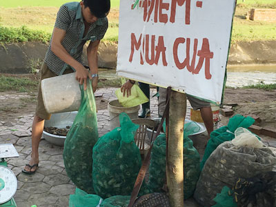 Cua đồng tăng giá gấp 3 lần: Cạn kiệt hàng quê
