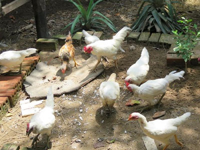 Đàn gà rừng đột biến gen 500 triệu, đại gia Thái mua không bán