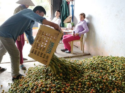 Quất rớt giá "không đủ tiền công hái", dân bỏ hàng tấn trong vườn
