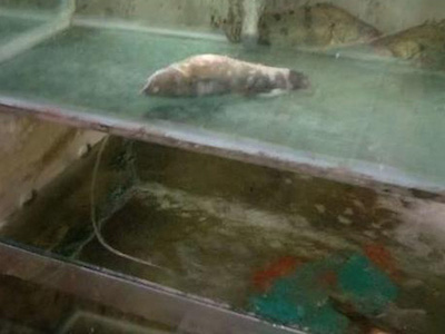 3 ngày "nằm vùng", phóng viên phanh phui hình ảnh khó coi trong bếp của nhà hàng nổi tiếng